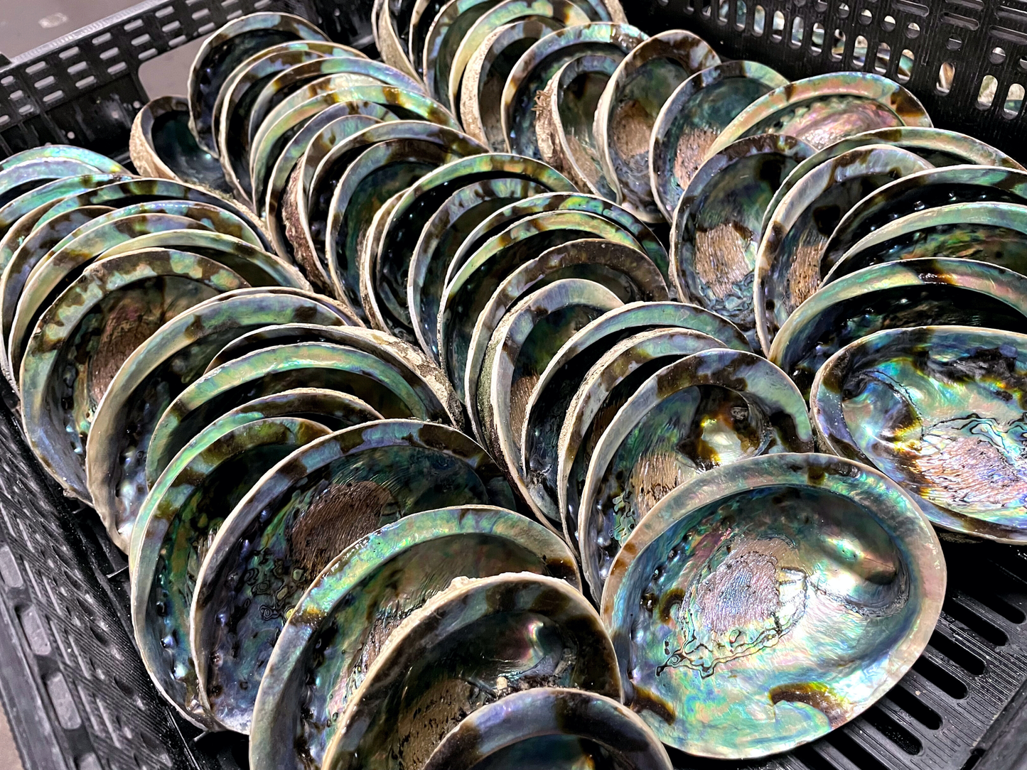 Abalone Shells, 5 - 6 Inches, New Zealand, Incense Burner