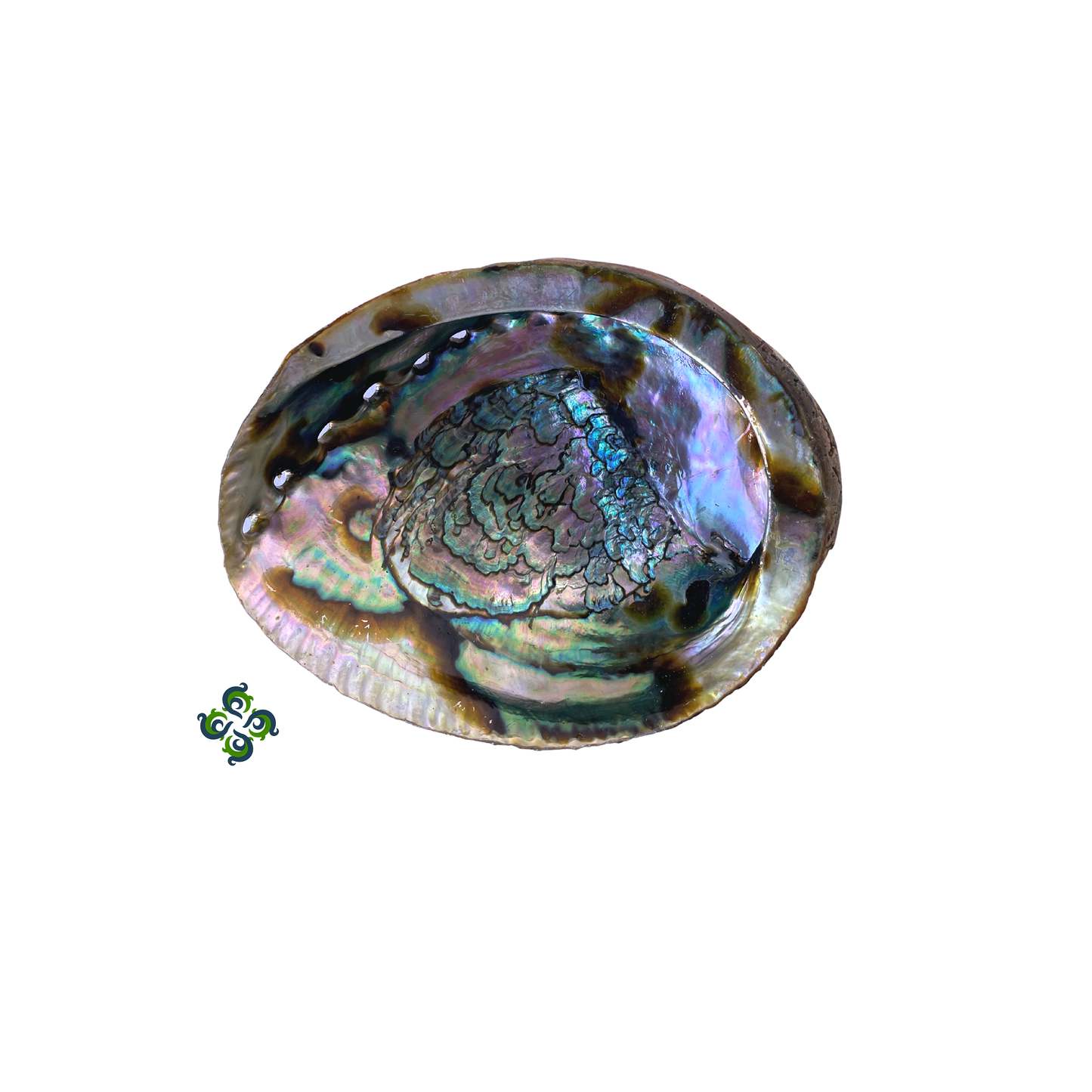 Abalone Shells, 5 - 6 Inches, New Zealand, Incense Burner