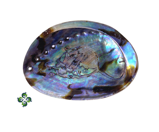 Abalone Shells, 5 - 6 Inches, New Zealand, Incense Burner