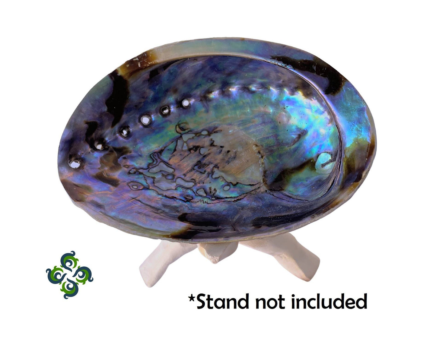 Abalone Shells, 5 - 6 Inches, New Zealand, Incense Burner