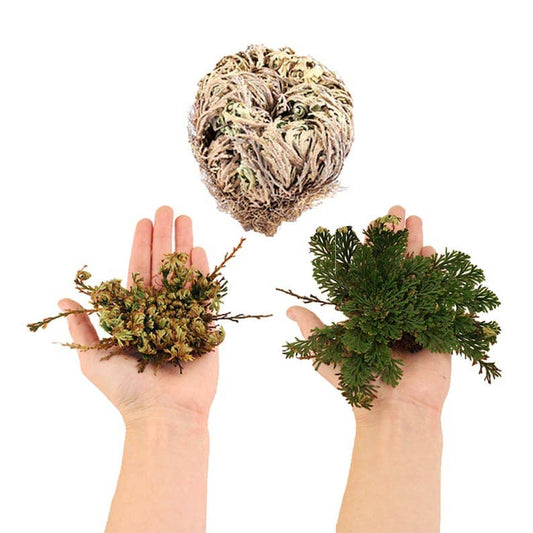 Flower de Jericho Resurrection Rose - Jericho Rose