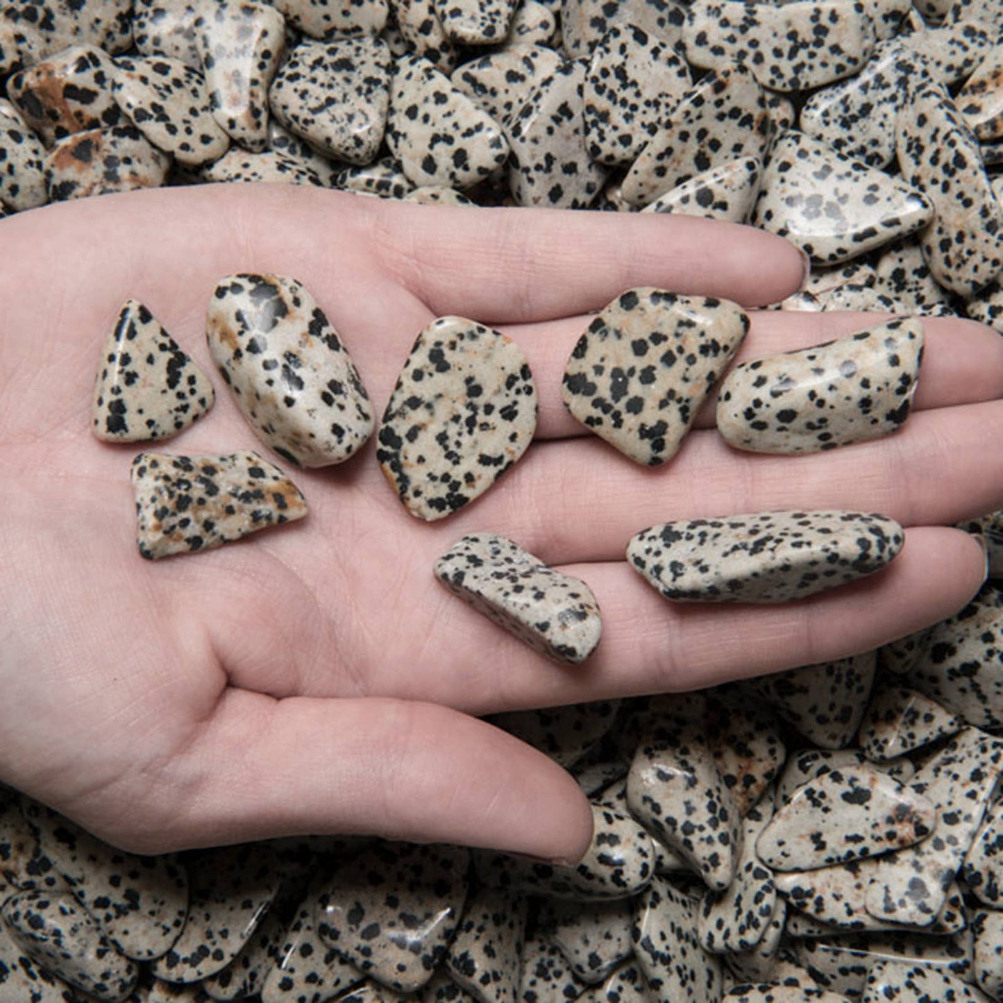 ⚪🖤 Natural Dalmatian Jasper Tumbled Stones